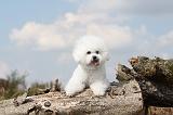 BICHON FRISE 188